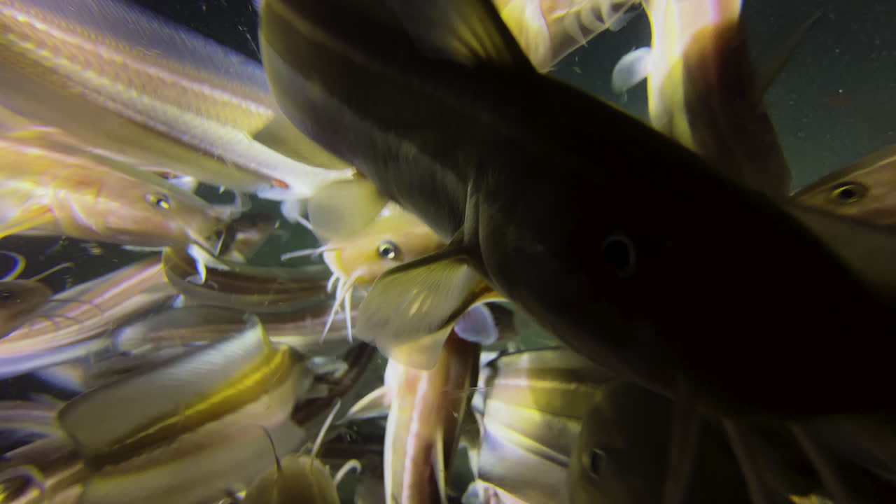 A dense school of striped catfish moves towards the camera at night and swarms around directly in front of the lens. The fish are feeding on plankton, which is attracted by the camera light