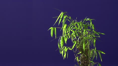 ground plant with blue screen background