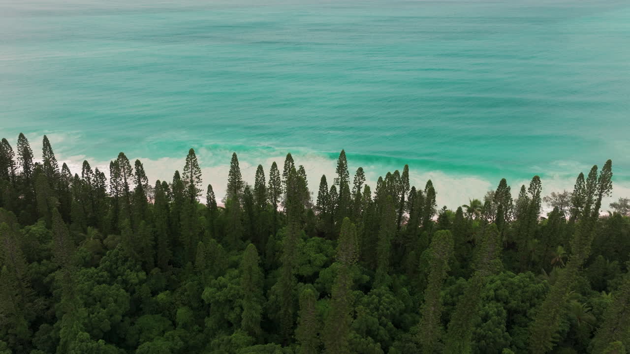 Drone view of columnar pines rising over dense tropical forest with the turquoise coast in soft daylight under a cloudy sky
