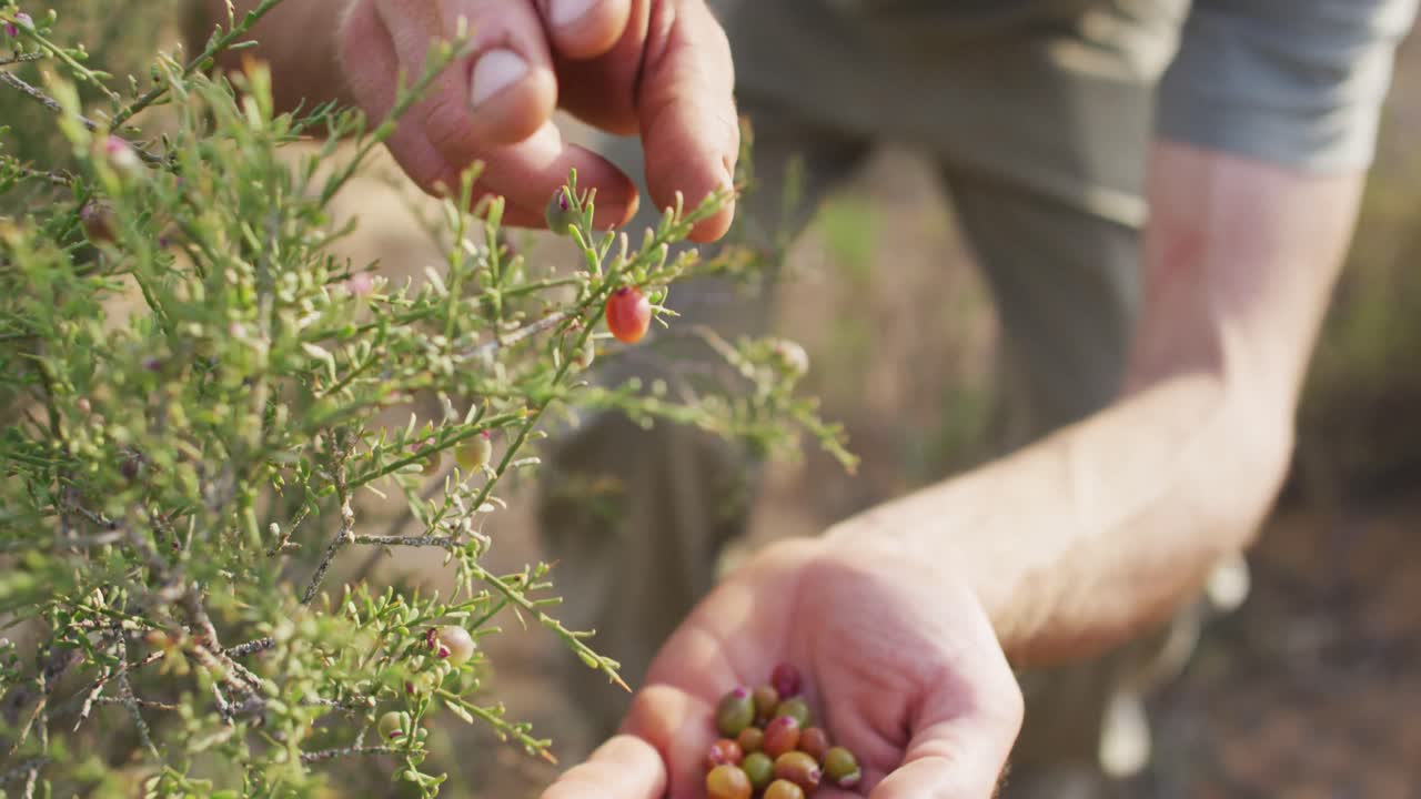 de las manos de un hombre caucásico sobreviviente recogiendo bayas de la maleza en el desierto