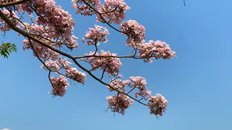 blooming flowers tabebuya tree with blue sky swaying in the wind