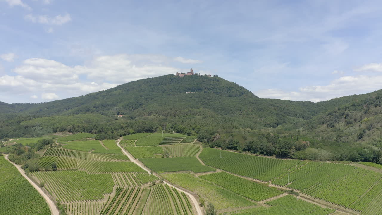 Aerial shoot backward revealing vineyards, in the background a renovated medieval castle in the Alsace region of France