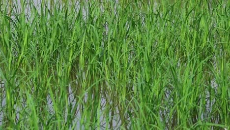 zooming out from rice plants to reveal landscape