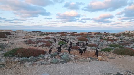 Black-Goats-jump-running-into-rocky-cactus-Menorca-landscape-aerial-drone-follow-from-behind,-mountain-animals