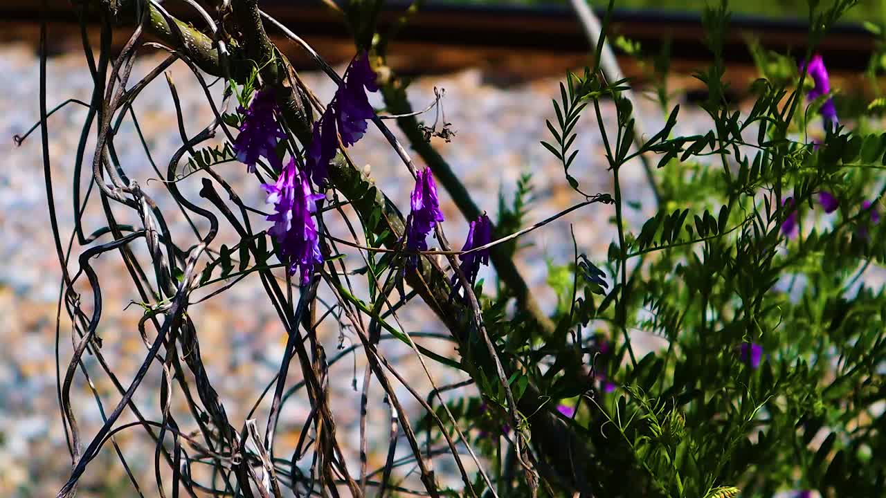 Wilted purple flowers blowing in the wind
