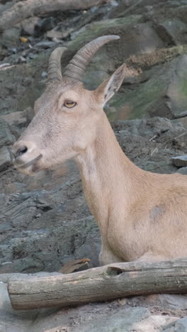 mountain goats in the western caucasus slow motion mountain goats in the western caucasus slow motion