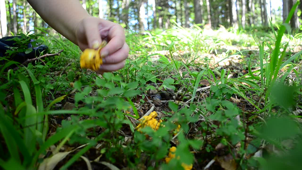 We cut off mushrooms in the wood. Mushroom Cantharellus