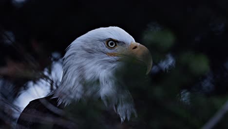 close-up of a majestic bald eagle