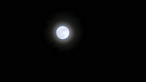 White-grey-glowing-full-blue-supermoon-moon-in-sky-with-shrub-branches-swaying-in-wind-in-foreground