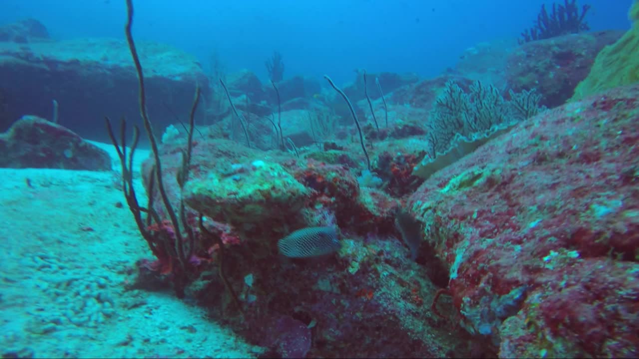 рыба-боксер крутится в замедленной съемке, пока другая рыба играет