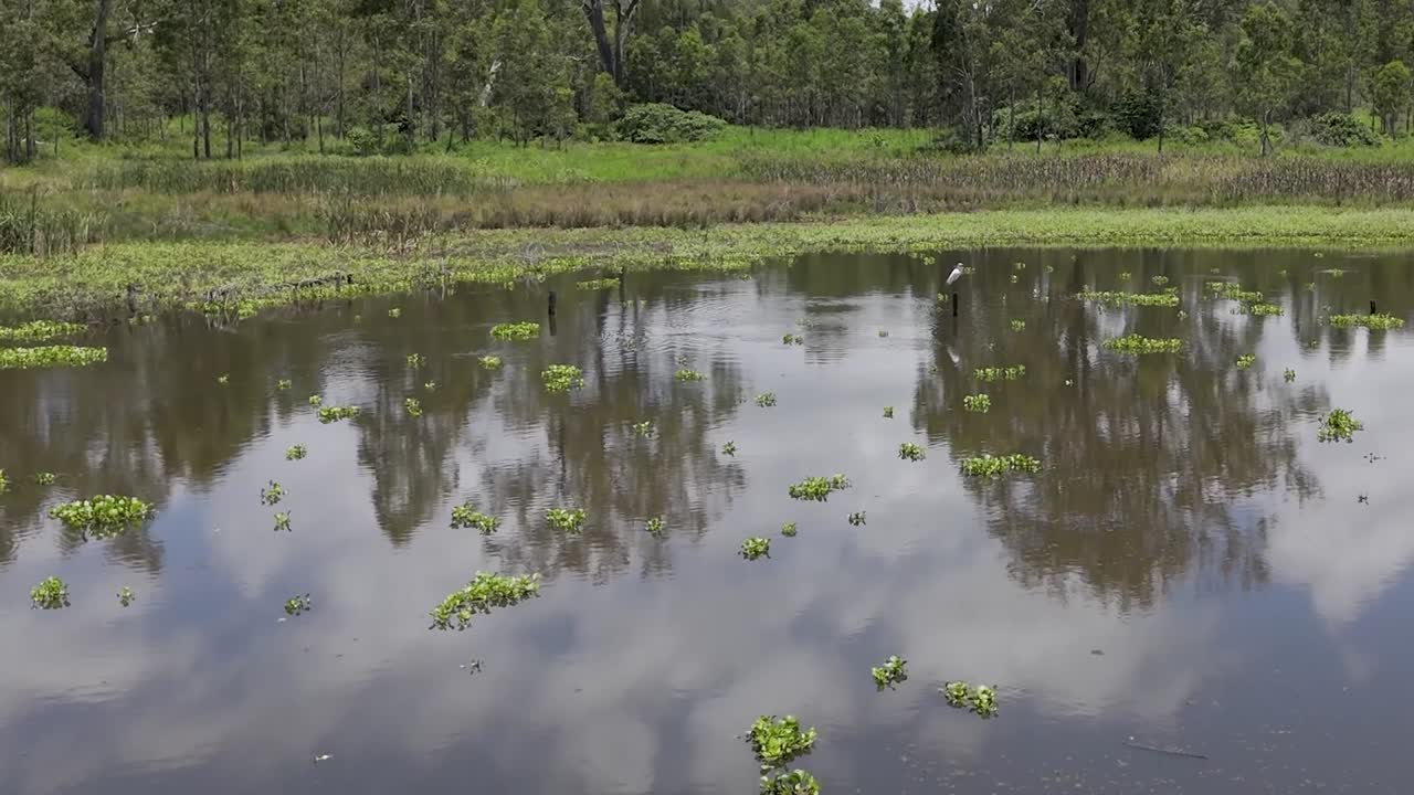 A serene wetland scene featuring water reflections, lush greenery, and a solitary bird perched on a post.