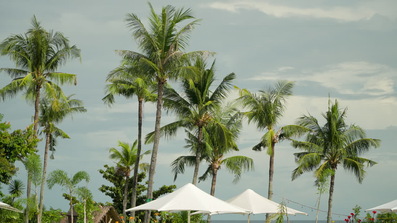 Large sunshade umbrellas under palm trees at Shangri-la Mactan resort, Cebu, Philippines