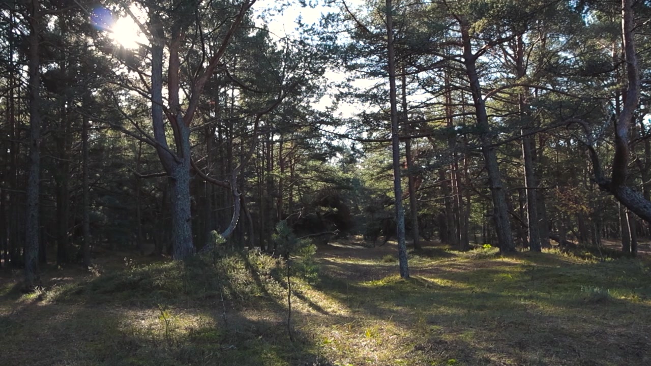 La telecamera si muove orizzontalmente sopra una foresta di pini con sentieri pedonali durante una calda e soleggiata giornata autunnale presso il percorso salute Nõmme-Harku, Estonia. Il sole splende dietro gli alberi sempreverdi creando ombre sul suolo della foresta