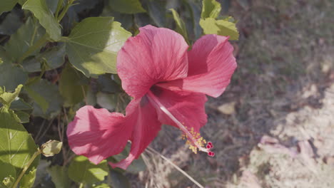 Blick-Hinunter-Auf-Eine-Hübsche-Rosa-Blume