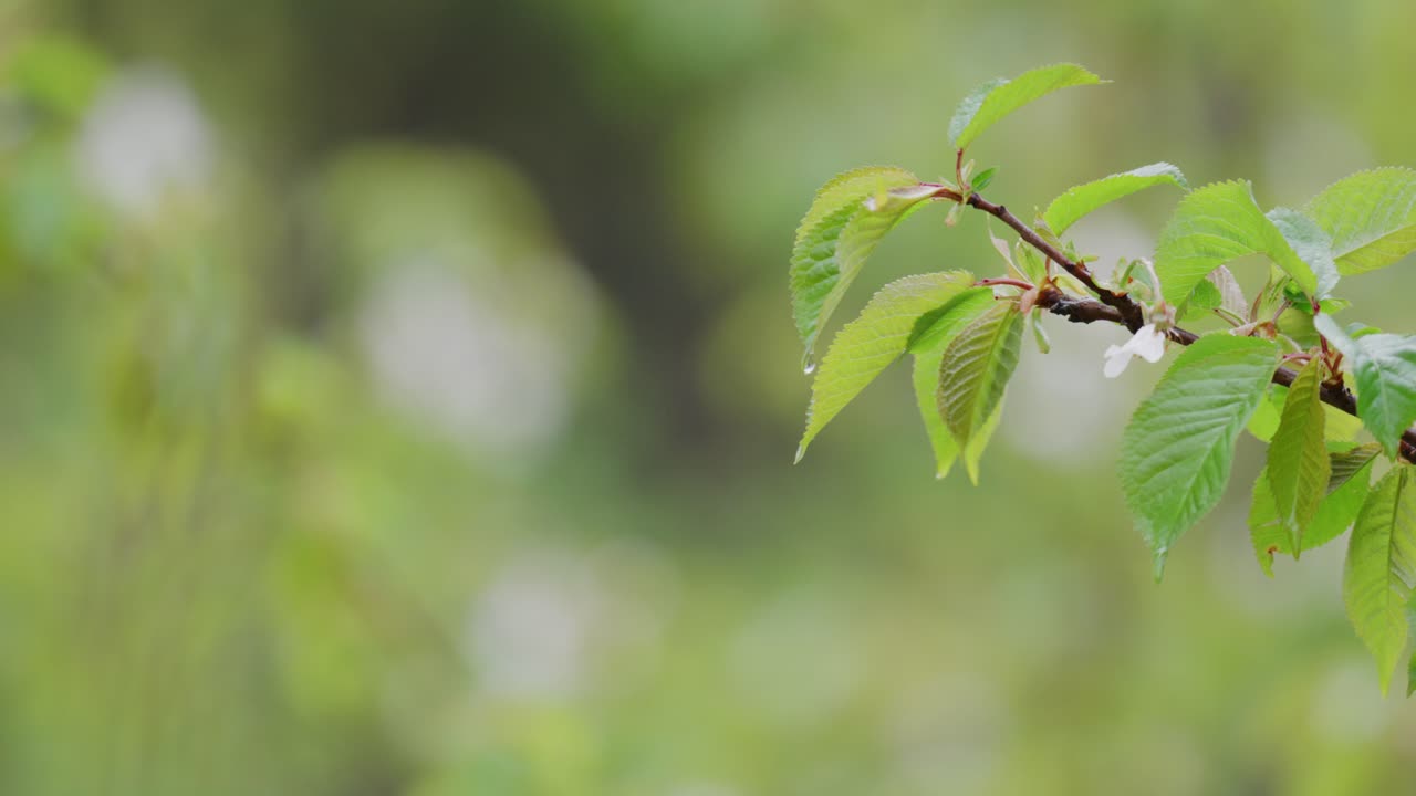 꽃이 피는 봄의 나무