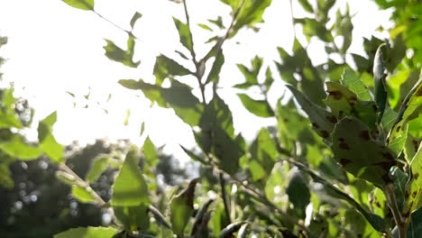 Close-up-of-the-sun-shining-through-the-branches-of-a-tree-in-spring