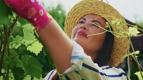 woman inspecting grapevines