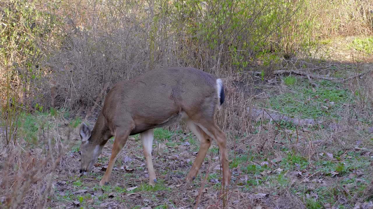 ciervo de cola negra hembra en el bosque, de cerca