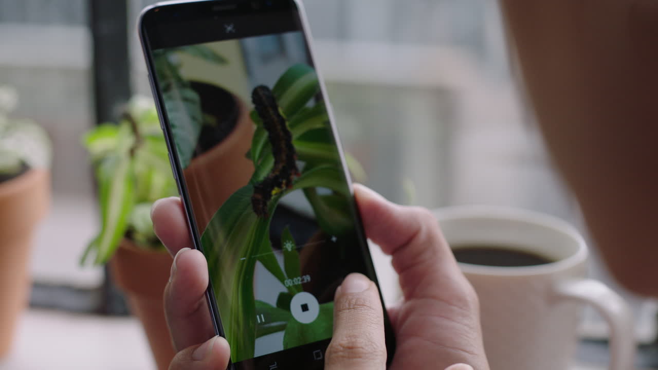 mujer usando un teléfono inteligente tomando una foto de una oruga que se arrastra comiendo plantas disfrutando de ver un hermoso gusano de insecto compartiendo en las redes sociales en una casa de apartamentos de cerca