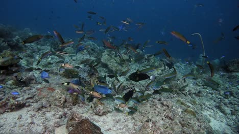 trigger fish trying to defend their eggs from many wrasses raiding their nest on a coral reef