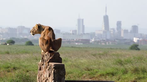 4k video of a lion sitting on a rock in nairobi national park, kenya. with nairobi city in the background.