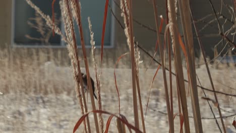 a dark eyed junco grips onto a tall piece of grass in the early morning cold