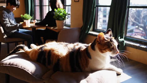 calico cat in a cozy cafe