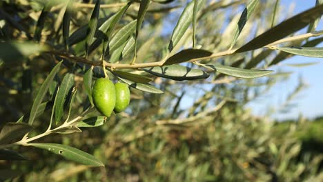 green olives hanging on a tree branch