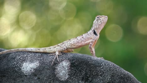 primer plano de un lagarto con una cola larga sentado en una roca caliza en el bosque