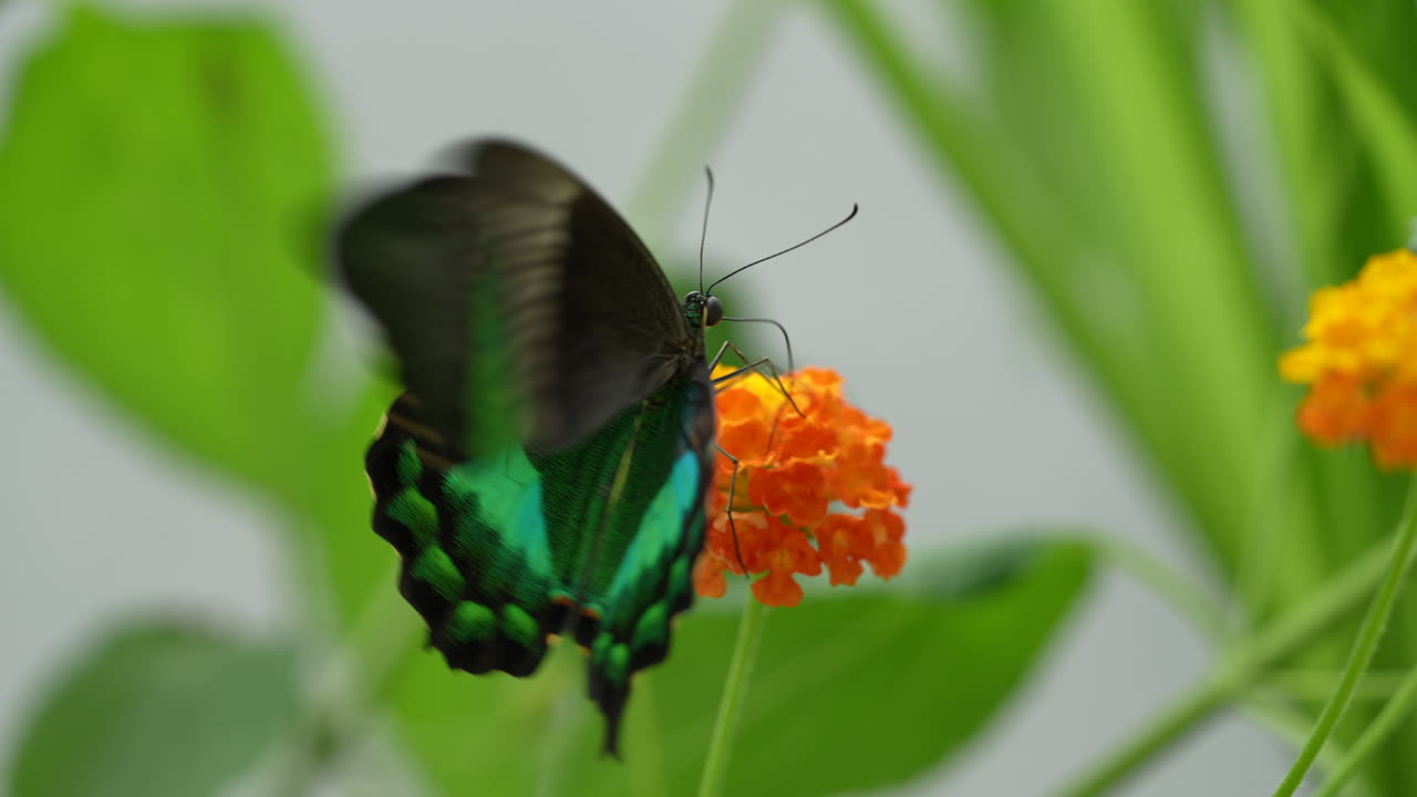 Macro shot of beautiful black blue butterfly during pollination of blooming flower in wilderness