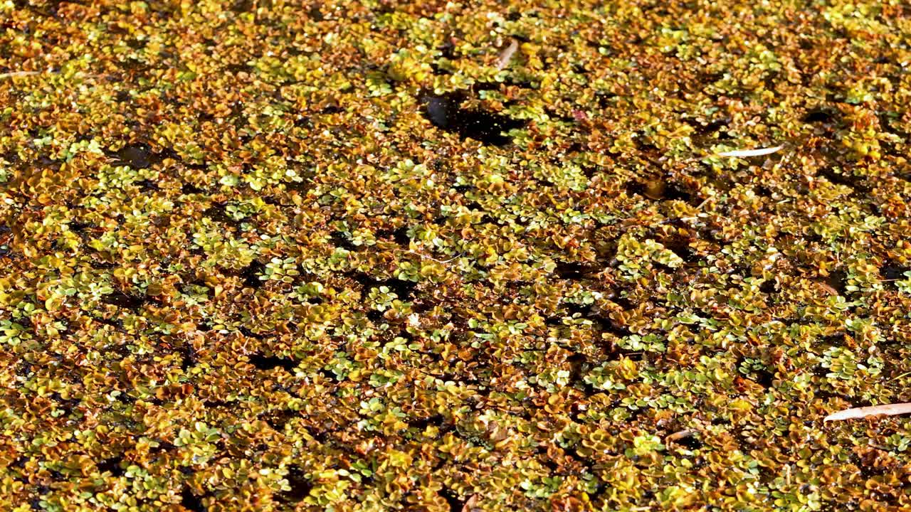 골드 코스트의 연못 표면을 는 살비니아 몰레스타