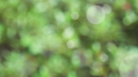 Abstract spring background with bokeh