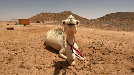 Camello-Descansando-En-Suelo-Desértico-Bajo-El-Sol-En-Egipto