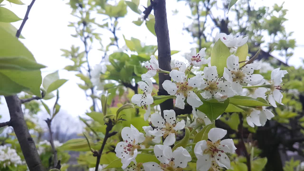 Pear Blossom on Branches on Spring Waving on Light Breeze, Close Up