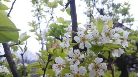 pear blossom on branches on spring waving on light breeze, close up