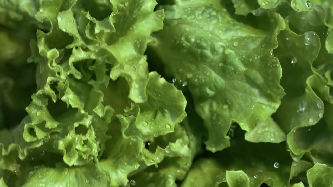 lechuga fresca en gotas de agua. filmado con una cámara súper lenta de 1000 fps.