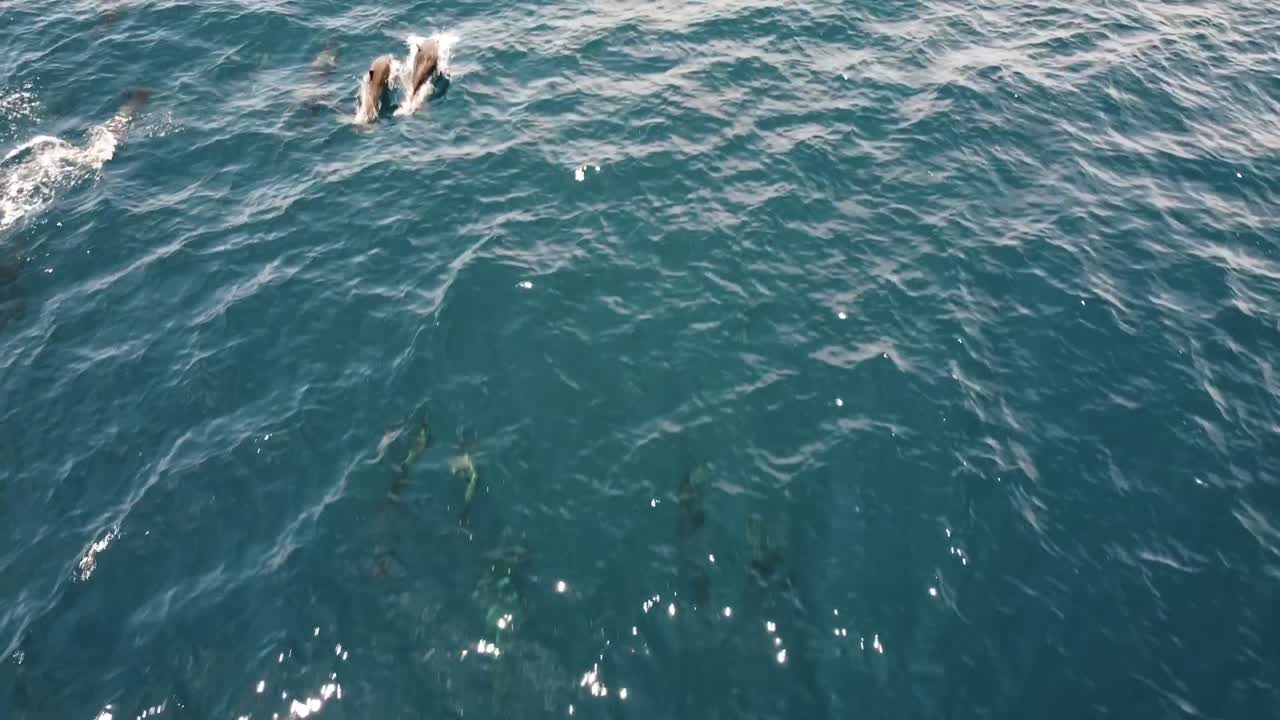 A pod of Dolphins jumping out of the ocean, aerial view in La Ventana, Baja California Sur, Mexico