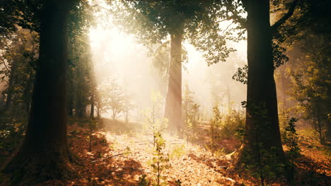 sunbeams through trees in a magical forest