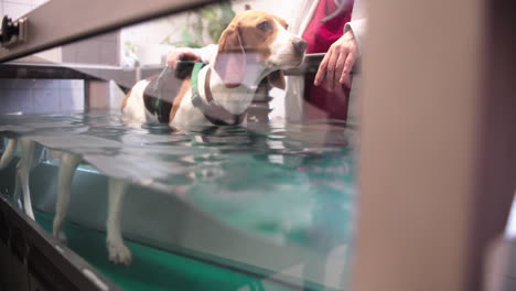 Dog-undergoes-underwater-therapy-on-a-treadmill-in-animal-physiotherapy