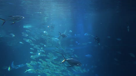 fish swimming dynamically in a large school underwater