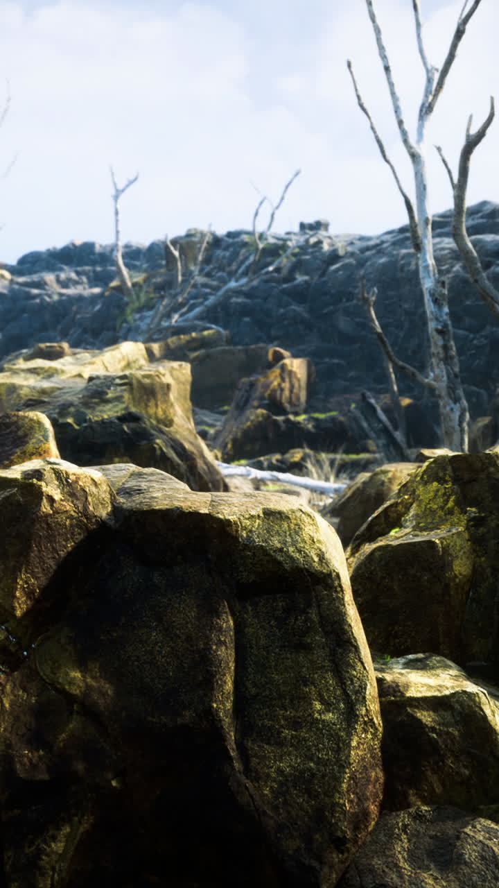Rocky terrain with bare trees and a mountainous background under a clear sky