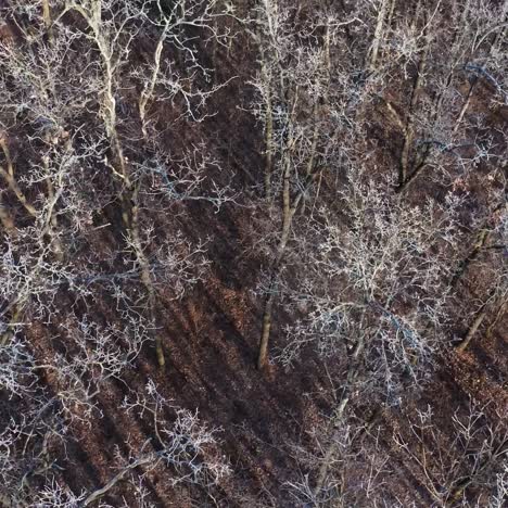aerial view of the winter forest. beautiful view on trees without leaves covered with snow in winter time. slow motion.