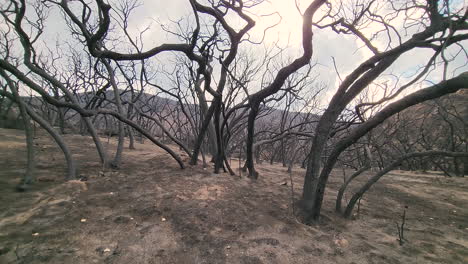 pov view walking in middle of dead trees, wildfire aftermath in cloudy usa