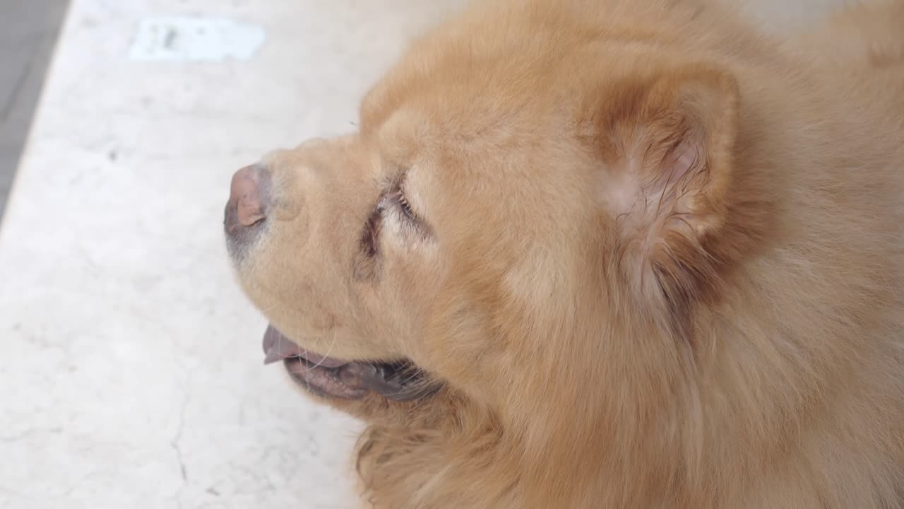 Close-up of a fluffy Chow Chow dog resting