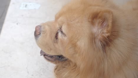 close-up of a fluffy chow chow dog resting