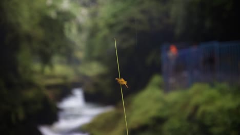 A-blade-of-grass-grows-through-a-leaf