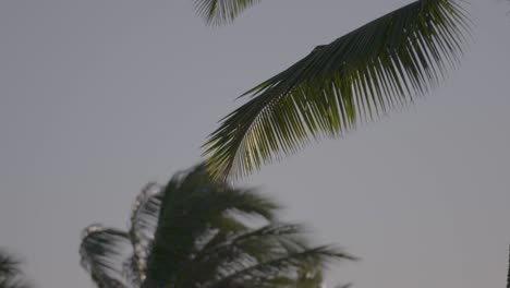 Close-up-shot-of-a-palm-tree-leaf-in-Hawaii,-blowing-in-the-wind,-slow-pan-down-to-other-palm-trees-further-in-the-distance