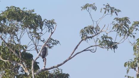 halcón de cara negra sentado en la parte superior del dosel en la selva tropical observando los alrededores para su próxima muerte