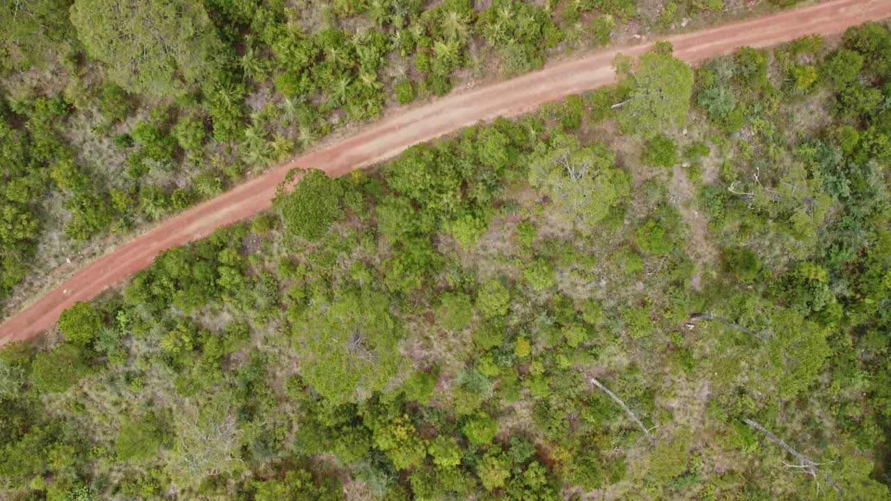 toma aérea de bosque verde y camino de tierra en el bosque