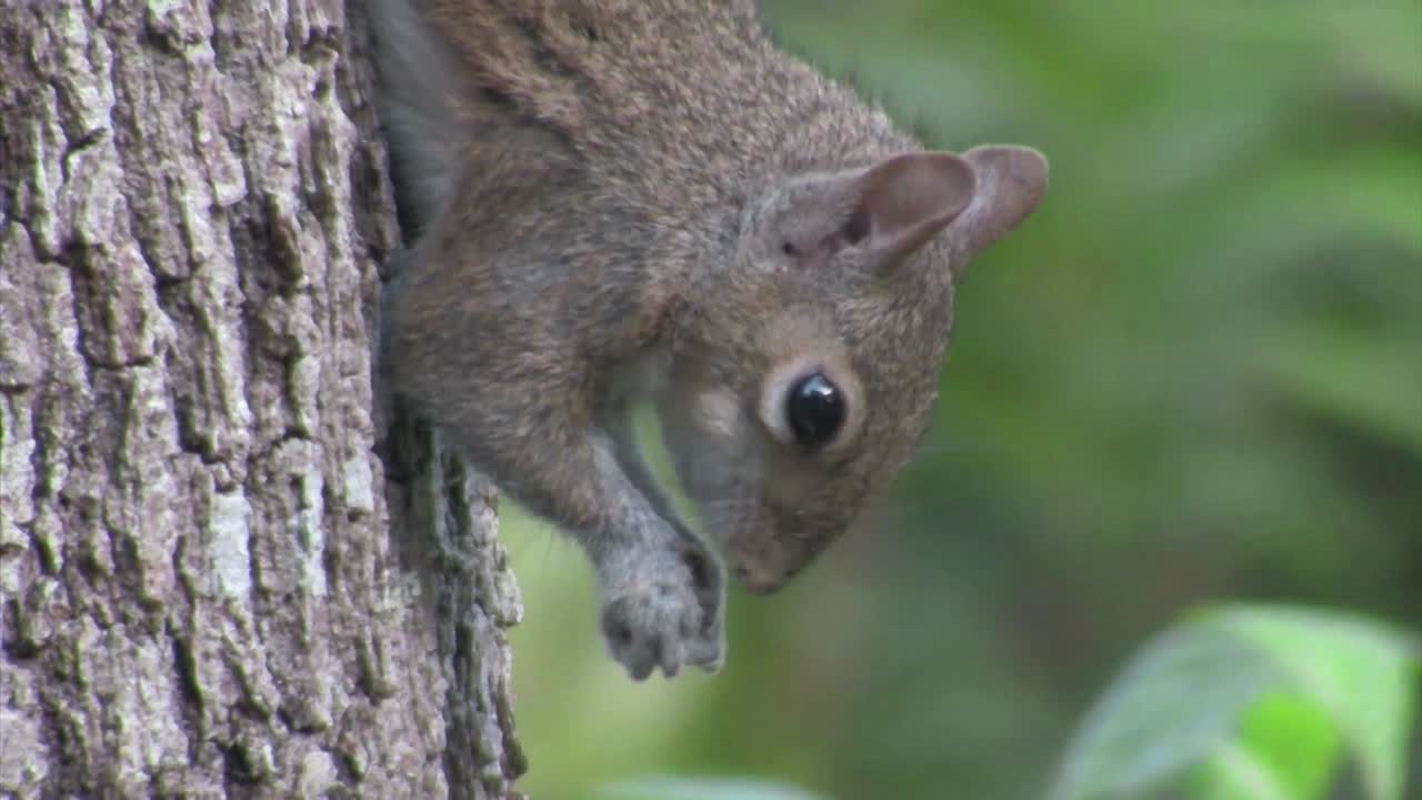 Una ardilla en un árbol